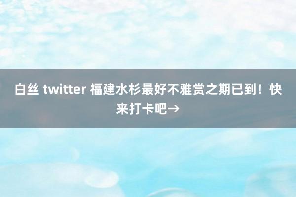 白丝 twitter 福建水杉最好不雅赏之期已到！快来打卡吧→